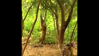majmun zeza tigrove