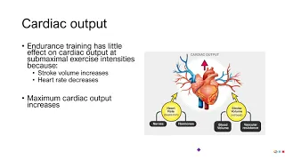 PE 381 - Lecture 11-1-2 - Cardiovascular adaptations to aerobic training