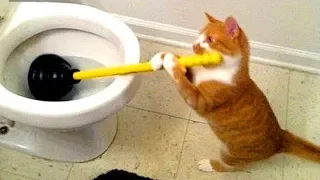 CATS WILL MAKE YOU LAUGH YOUR HEAD OFF - SUPER FUNNY CAT VIDEOS COMPILATION