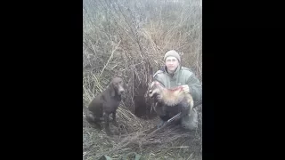 Состязания по барсуку охотничьи собака Курцхаар Вольф. Осень 2016 г.