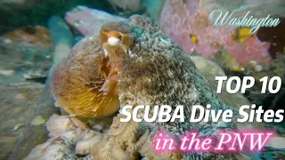 Top #10 Best Scuba Dive Sites In The PNW, Seattle Washington Diving