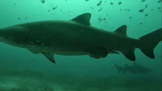 Grey Nurse Sharks