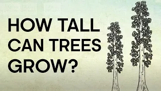 How Big Can Trees Grow? | BBC Earth Kids