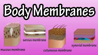 Body Membranes - Types Of Membranes In The Body - Serous Membranes - Mucous Membranes