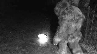 Bigfoot Captured, All Caught on video