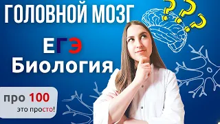 Как не запутаться в отделах головного мозга? | Биология ЕГЭ 2021