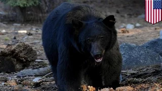 Bear eats dead man's body: Heart attack victim gets devoured by Californian black bear