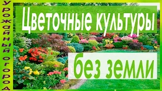 РАССАДА ИПОМЕИ,НАСТУРЦИИ,ДУШИСТОГО ГОРОШКА И КЛЕЩЕВИНЫ БЕЗ ЗЕМЛИ!