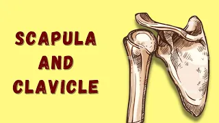 Anatomy | Scapula And Clavicle