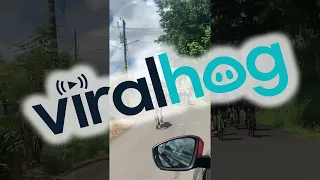 Cow Chases Group of Cyclists || ViralHog