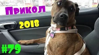 СМЕШНЫЕ МОМЕНТЫ СНЯТЫЕ НА ТЕЛЕФОН 2018 | Приколы 2018 август #79