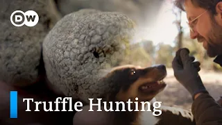 Why Black Truffles Are So Expensive