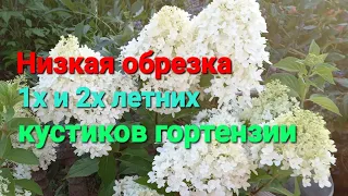 Низкая обрезка разных 1х и 2х летних гортензий на 1-2 почки