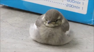 A Japanese pied wagtail baby eats, takes a nap, plays around and hunts his own food.