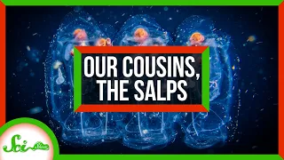 An Ode to Salps: Our Gelatinous Marine Cousins