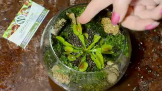 Как посадить хищное растение 01:00 - Флорариум - Charlie flytrap, Dionaea muscipula - DIONAEAS.COM