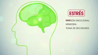 Neuroeducación: por otra escuela.