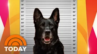 Police K9 ‘arrested’ after sandwich in break room disappears