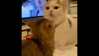 Funny and Heartwarming Dog and Cat Moments