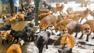 Более 100 лисиц живут в деревне лисиц на свободном выгуле Япония｜ Деревня лисиц Зао, Мияги