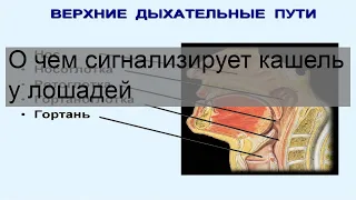 О чем сигнализирует кашель у лошадей