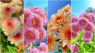 Mesmerizing Flower Plants | Short Nature Videos 🌸🌺