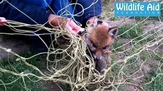 Baby fox completely tangled in football net