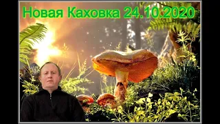 НОВАЯ КАХОВКА ГОРОД В КОТОРОМ МЫ ЖИВЕМ ТИХАЯ ОХОТА 24 10 2020