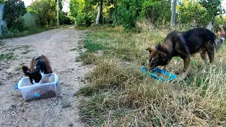 Watch a Stray Cat and a Dog become Best Friends after having Dinner together