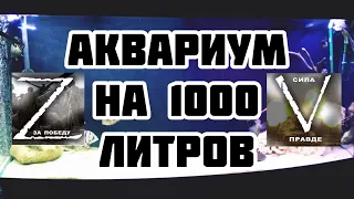 Аквариум на 1000 литров, новая рыба, проблема со скатам !!