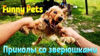 Funny pets 🐶 Dancing dog  😂 Приколы с животными 🐱 Смешные коты и танцующие собаки