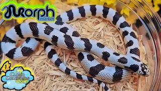 California kingsnakes