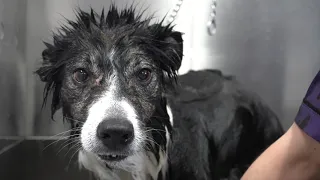This Border Collie has a story to tell