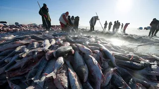 Amazing Ice Fishing - Fishing in Frozen Lake - Net Fishing skill in winter