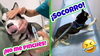 Bombón llora 🥺cuando la pinchan y Max no quiere 😳entrar al veterinario
