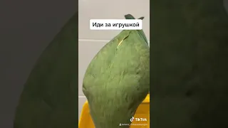 Говорящий ожереловый попугай Ричи