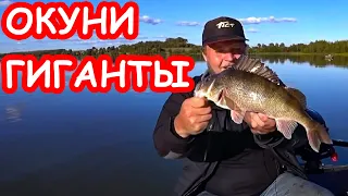 Окуни размером со щуку! С таким окунем и щука не нужна. Рыбалка 2019