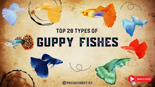 Top 20 Types of Guppy Fishes | Guppy Fish Varieties | Proud Hobbyist