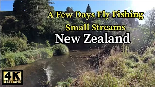 A few Days Fly Fishing Small Streams - New Zealand