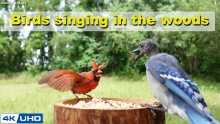 ASMR 8 HOURS of Birds Singing, No loop, 4K Bird Video, Digital Stress Relief Therapy, Cat TV, AW 006