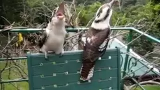 Kookaburra laugh...just Laugh