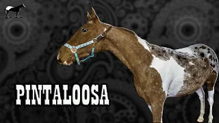 El Pintaloosa (Appaloosa Con Pinto)🐴-Del Cerro Soy