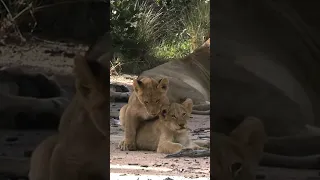 Little lions playing dominant behavior