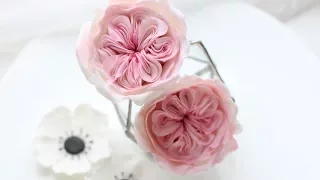 David Austin sugar rose tutorial