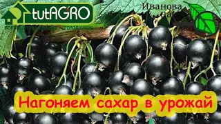 ПОДКОРМКА НА СЛАДОСТЬ БЕЗ УДОБРЕНИЙ: кормим смородину, малину, землянику, голубику и виноград.