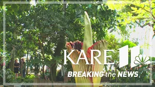 Corpse flower blooming at Como Park