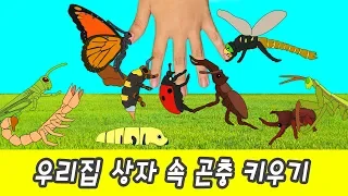 한국어ㅣ우리집 상자 속 곤충 키우기! 어린이 곤충 만화, 곤충이름 배우기, 컬렉타ㅣ꼬꼬스토이