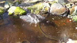 Cat Wants Fish Under Ice - 951769