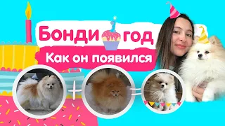 От чего меня спас пес.  Черное разведение.  Первый год моего шпица. VLOG 2023