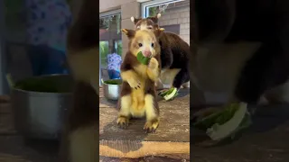 We can't believe how big Paia has gotten! Matschie's tree kangaroos are endangered, so this little g